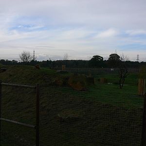 Lion Country at Yorkshire WP 01/11/12