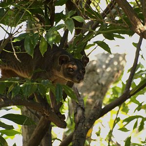Female fossa climbing