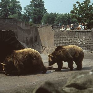 Chester Zoo Memories . Bear Pits.