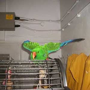 Sewerby Zoo, spraying the Eclectus Parrot 3rd November 2012