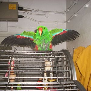 Sewerby Zoo, spraying the Eclectus Parrot 3rd November 2012