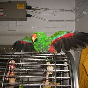 Sewerby Zoo, spraying the Eclectus Parrot 3rd November 2012