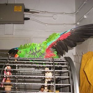 Sewerby Zoo, spraying the Eclectus Parrot 3rd November 2012