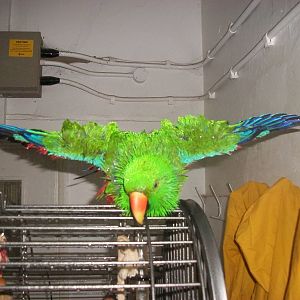 Sewerby Zoo, spraying the Eclectus Parrot 3rd November 2012