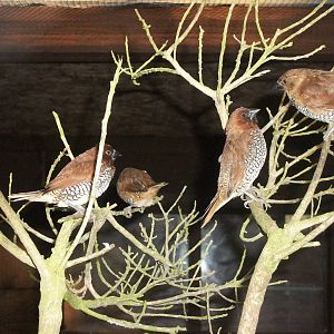 Sewerby Zoo, Spice Birds 3rd November 2012