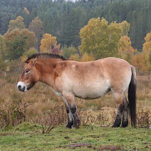 Przewalski's Wild Horse @ Highland Wildlife Park, 16.10.2012