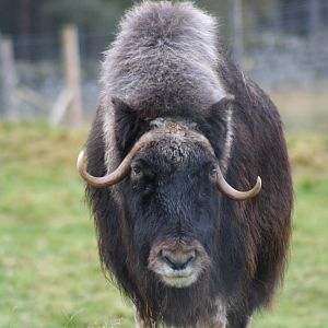 Musk Ox @ Highland Wildlife Park, 16.10.2012