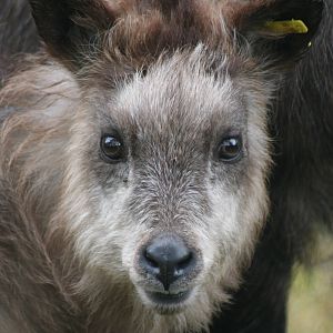 young Japanese Serow @ Highland Wildlife Park, 16.10.2012