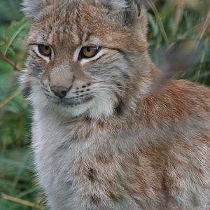 Northern Lynx @ Highland Wildlife Park, 16.10.2012