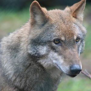 European Grey Wolf @ Highland Wildlife Park, 16.10.2012