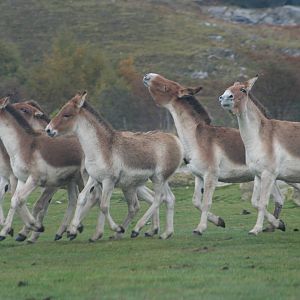 Kiangs @ Highland Wildlife Park, 16.10.2012