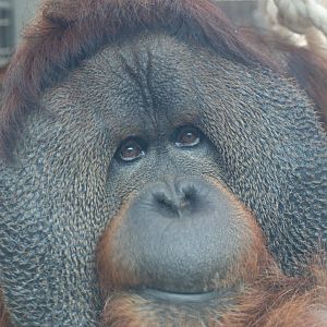 Rajang @ Colchester, 23.10.2012