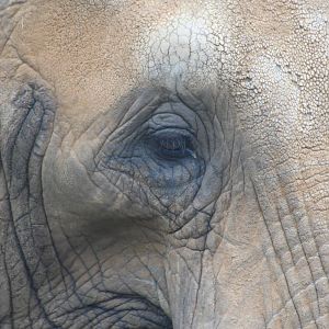 African Elephant @ Colchester, 23.10.2012