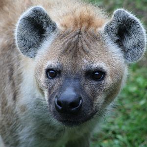 Spotted Hyena @ Colchester, 23.10.2012