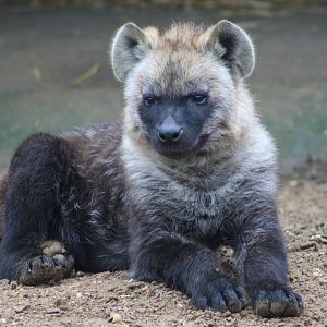 Spotted Hyena cub @ Colchester, 23.10.2012