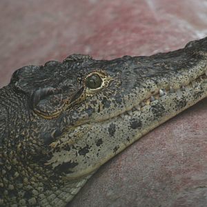 Cuban Crocodile @ Colchester, 23.10.2012