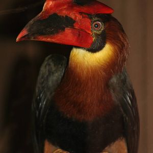 Male Rufous Hornbill @ Colchester, 23.10.2012