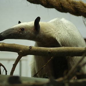 Southern Tamandua @ Colchester, 23.10.2012