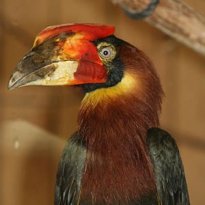 Female Rufous Hornbill @ Colchester, 24.10.2012