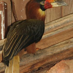 Female Rufous Hornbill @ Colchester, 24.10.2012