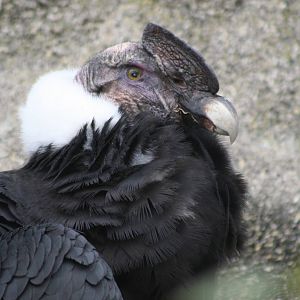 Male Andean Condor @ Colchester, 24.10.2012
