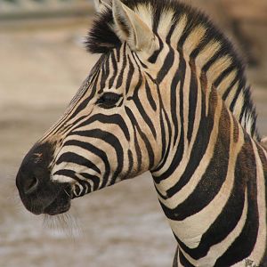 Damara Zebra @ Colchester, 24.10.2012