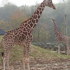 Reticulated Giraffes @ Colchester, 24.10.2012