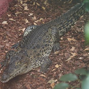Cuban Crocodile @ Colchester, 24.10.2012