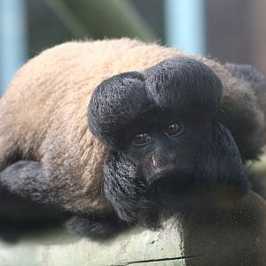 Red-backed Bearded Saki @ Colchester, 24.10.2012