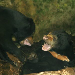 Sun Bears @ Edinburgh, 20.10.2012