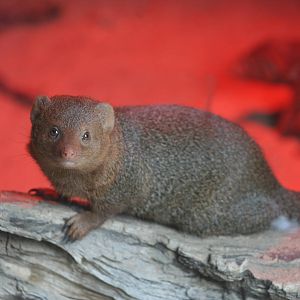 Dwarf Mongoose @ Edinburgh, 20.10.2012