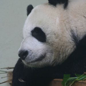 Giant Panda @ Edinburgh, 20.10.2012