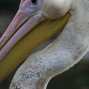 Eastern White Pelican @ Edinburgh, 20.10.2012