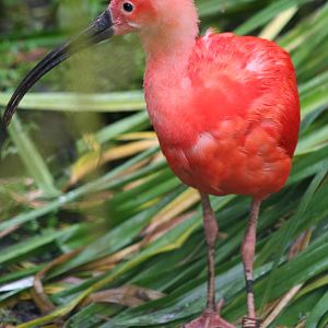 Scarlet Ibis @ Edinburgh, 20.10.2012