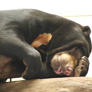 Sun Bear @ Edinburgh, 20.10.2012