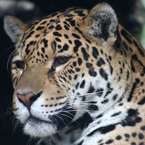 Jaguar @ Edinburgh, 20.10.2012