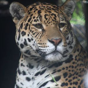 Jaguar @ Edinburgh, 20.10.2012