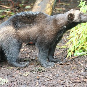 Wolverine @ Edinburgh, 20.10.2012
