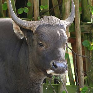 Male Banteng @ Edinburgh, 20.10.2012