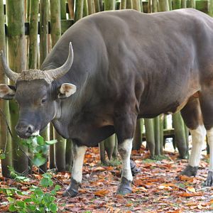 Male Banteng @ Edinburgh, 20.10.2012