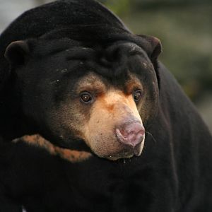 Sun Bear @ Edinburgh, 17.10.2012