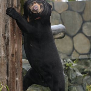 Sun Bear @ Edinburgh, 17.10.2012