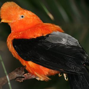 Andean Cock-of-the-Rock @ Edinburgh, 17.10.2012