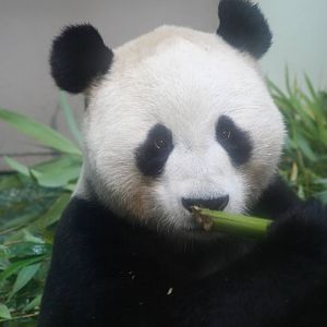 Giant Panda @ Edinburgh, 17.10.2012