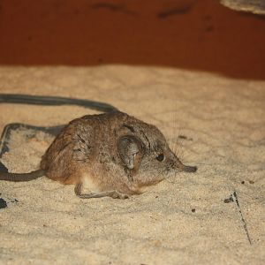 Mouse House- Short-Eared Elephant Shrew