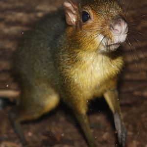 Mouse House- Acouchi