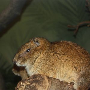 Mouse House- Rock Cavy