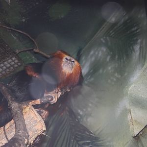 Mouse House- Golden-Headed-Lion Tamarin