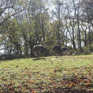 African Plains: Ostrich Flock