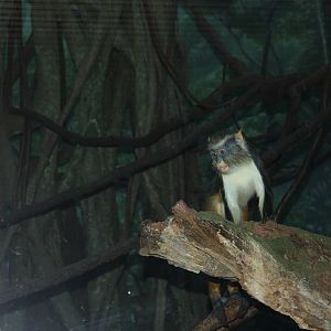 Congo Gorilla Forest- Wolf's Guenon